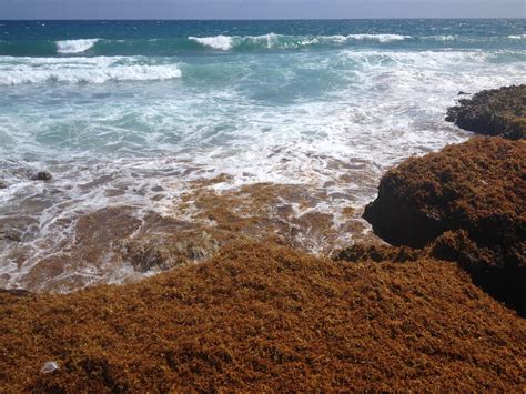 Healing Mind, Body, and Spirit with Playa Guiones' Seaweed